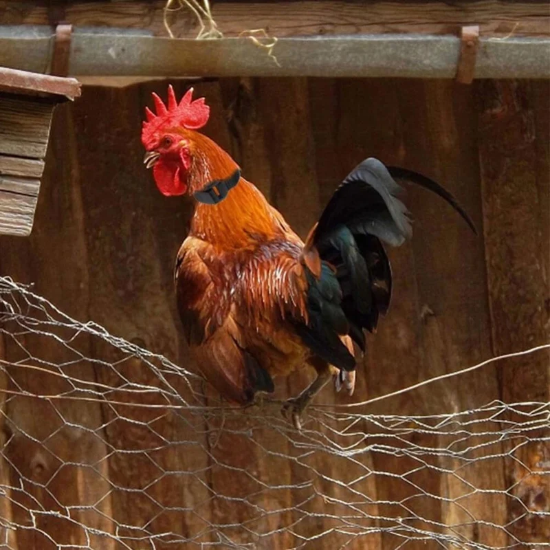 Collier Anti-Cri Réglable pour Poulets
