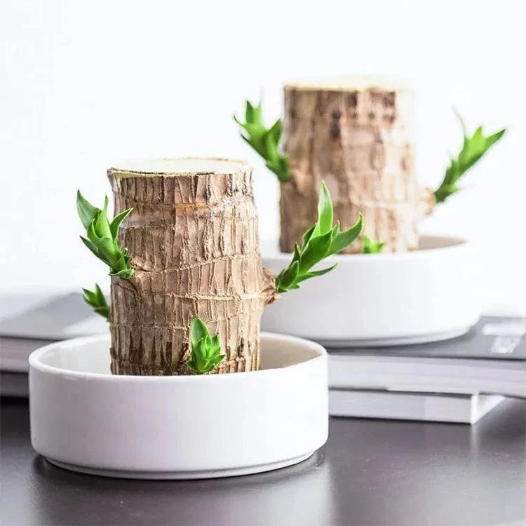 Bois Porte-Bonheur Apaisant (+Figurine Offerte)