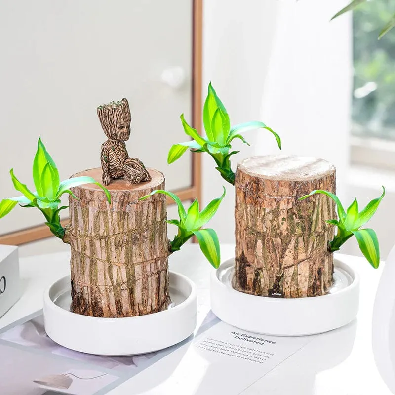 Bois Porte-Bonheur Apaisant (+Figurine Offerte)
