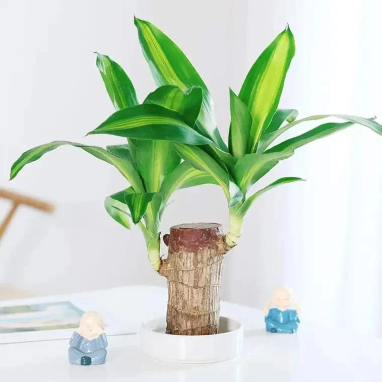 Bois Porte-Bonheur Apaisant (+Figurine Offerte)