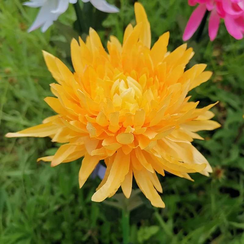 Lampe Solaire Chrysanthème Éclatante