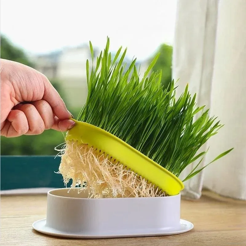 Plateau Innovant de Germination (+Sachet de Graines d'Herbe à Chat Offert)