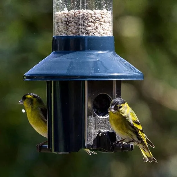 Distributeur de Nourriture Ultime pour Oiseaux