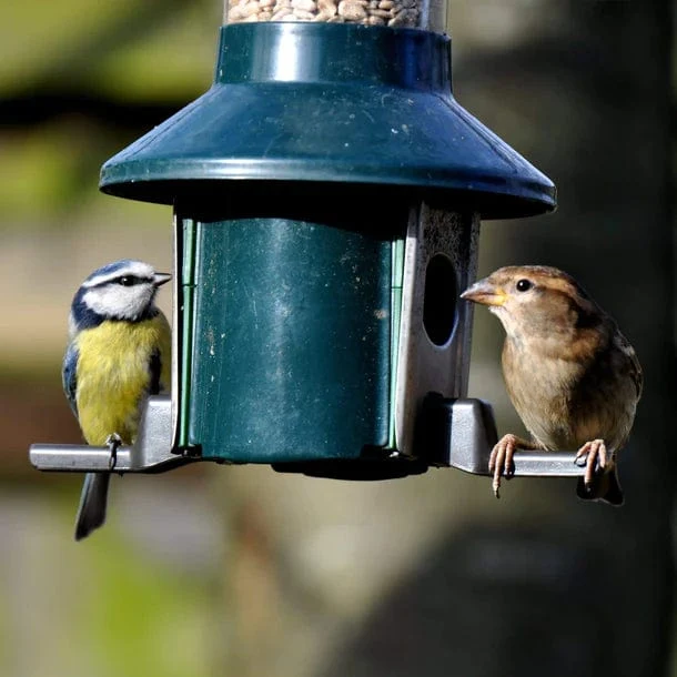 Distributeur de Nourriture Ultime pour Oiseaux